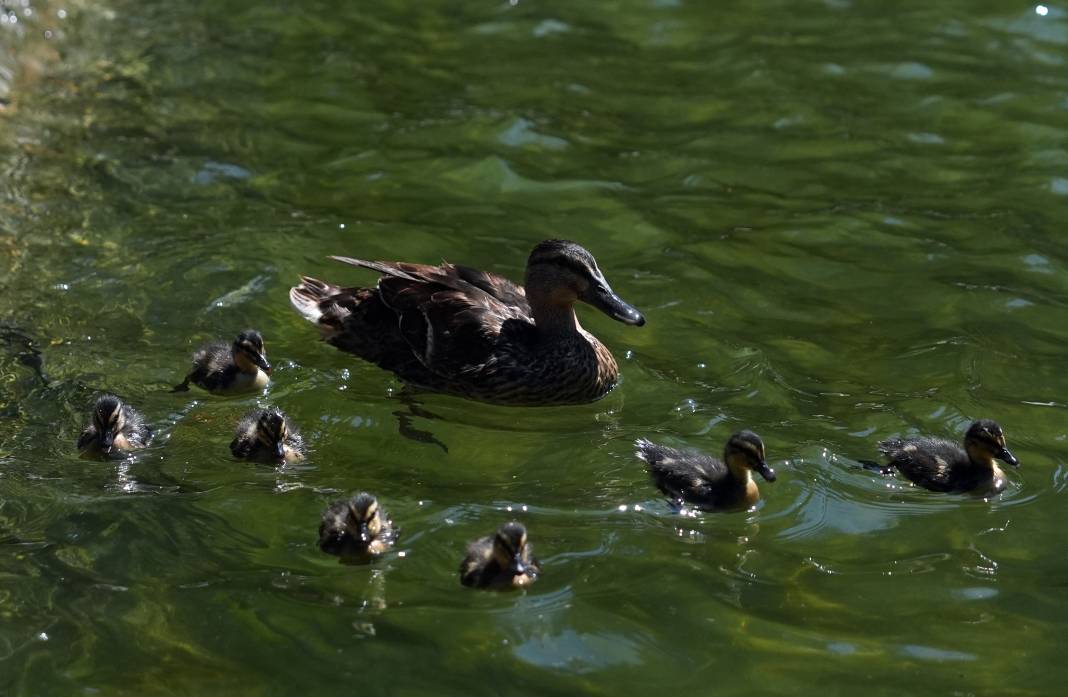 Kuğulu Park'ın sevimli ördek yavruları suya dalış yaptı 8